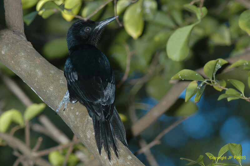 Melanerpes herminieri